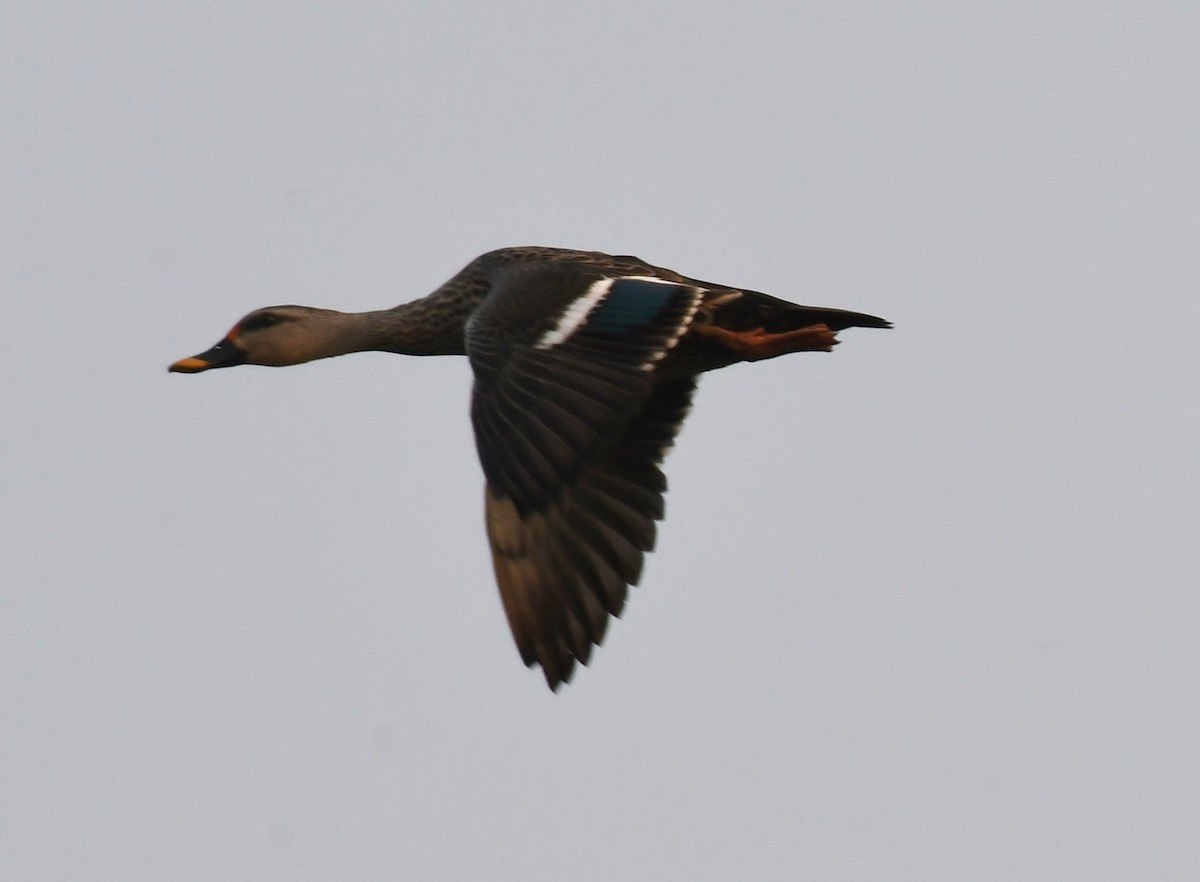 Indian Spot-billed Duck - ML414164271