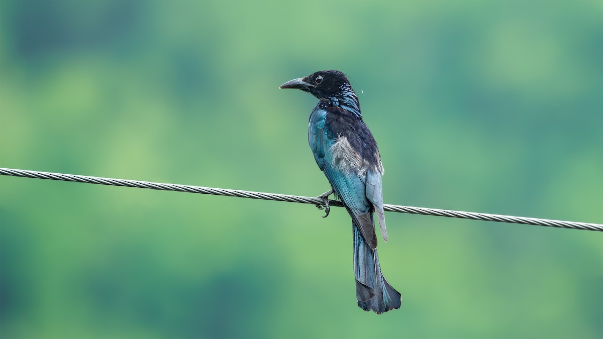 Hair-crested Drongo - ML414164611