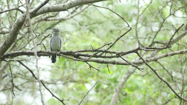 Cryptic Becard - ML414164631