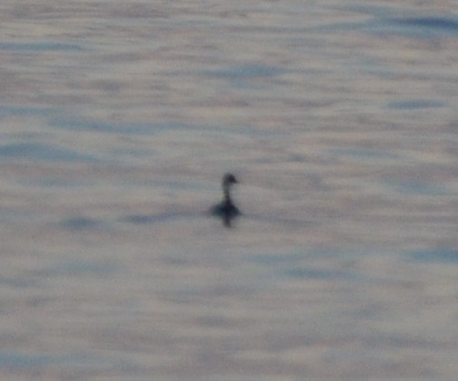 Eared Grebe - ML414165441