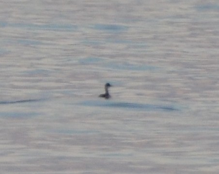 Eared Grebe - ML414165451