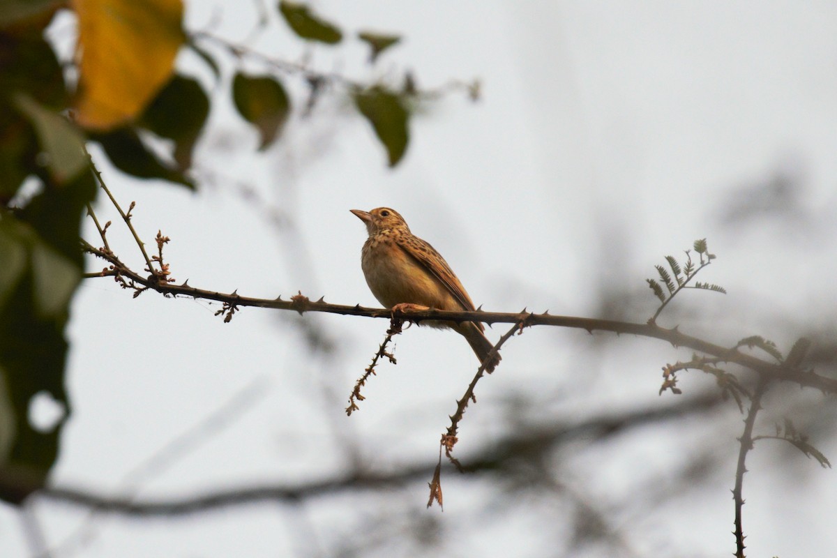 Jerdon's Bushlark - vedant ramtekkar