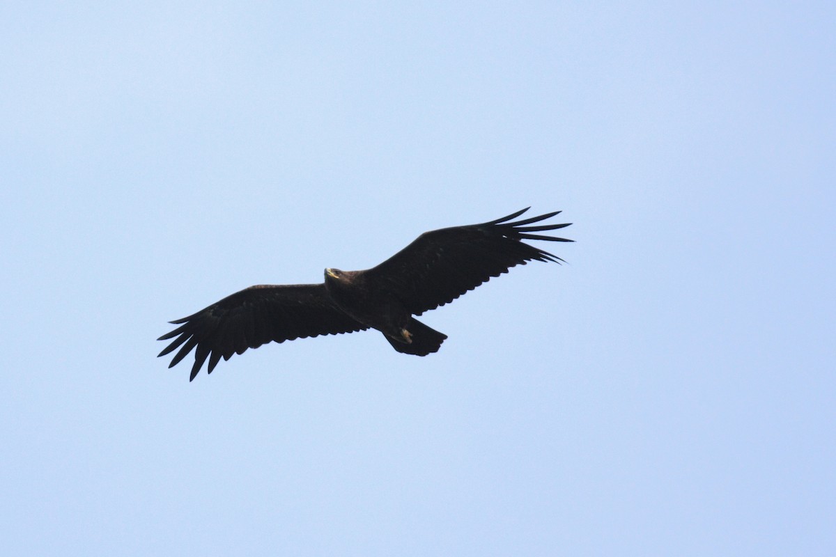 Greater Spotted Eagle - vedant ramtekkar