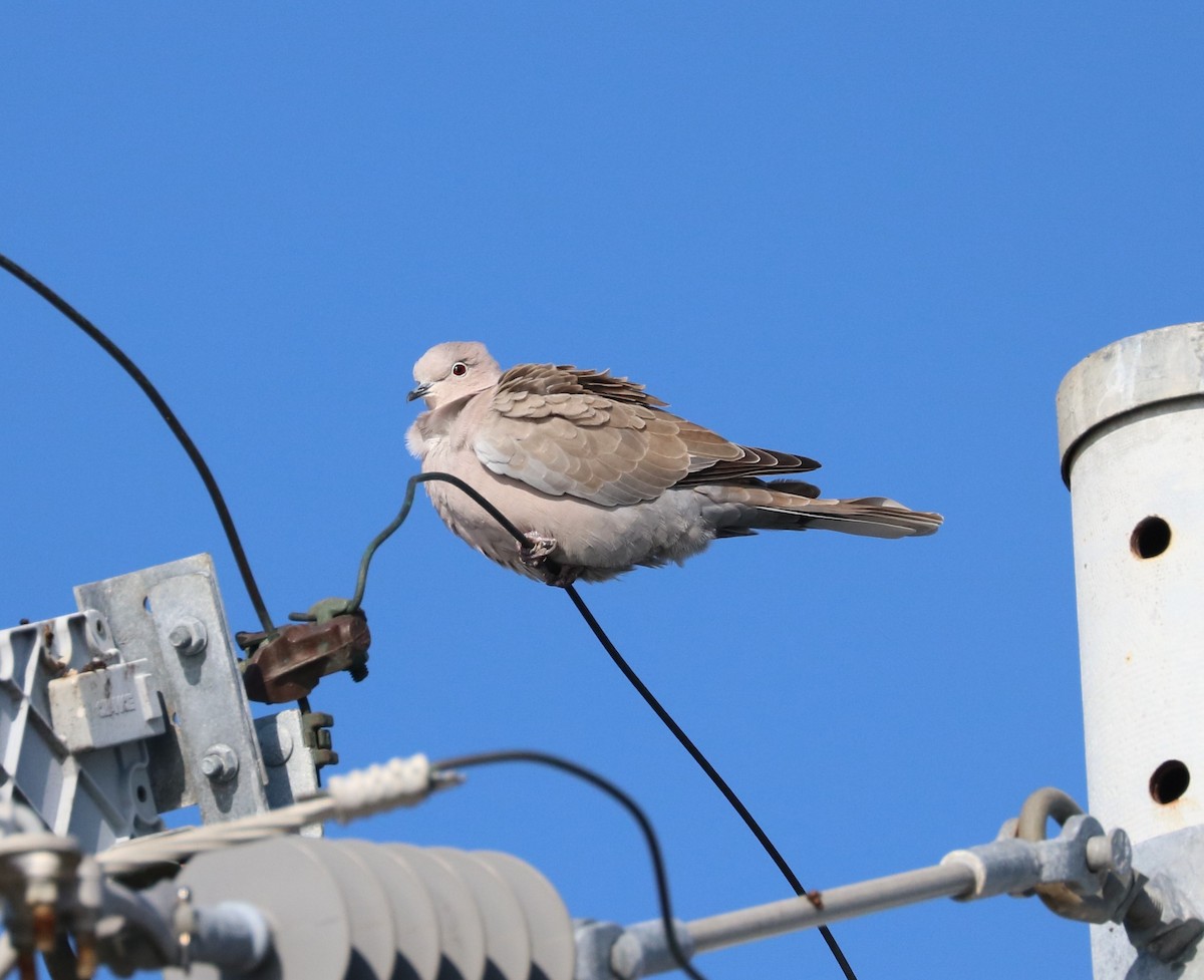 Eurasian Collared-Dove - ML414165671