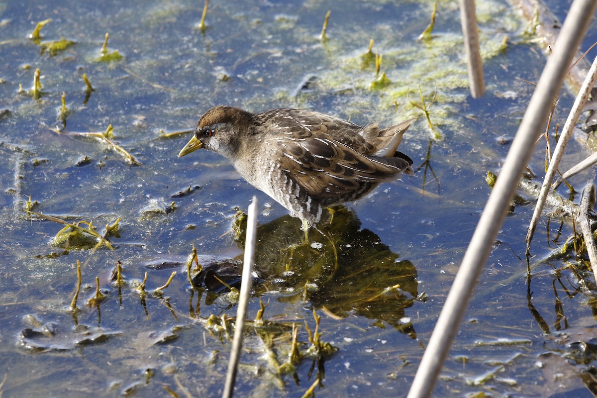 Polluela Sora - ML414165771