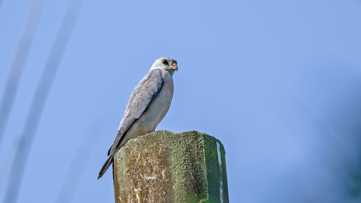 Chinese Sparrowhawk - ML414166141