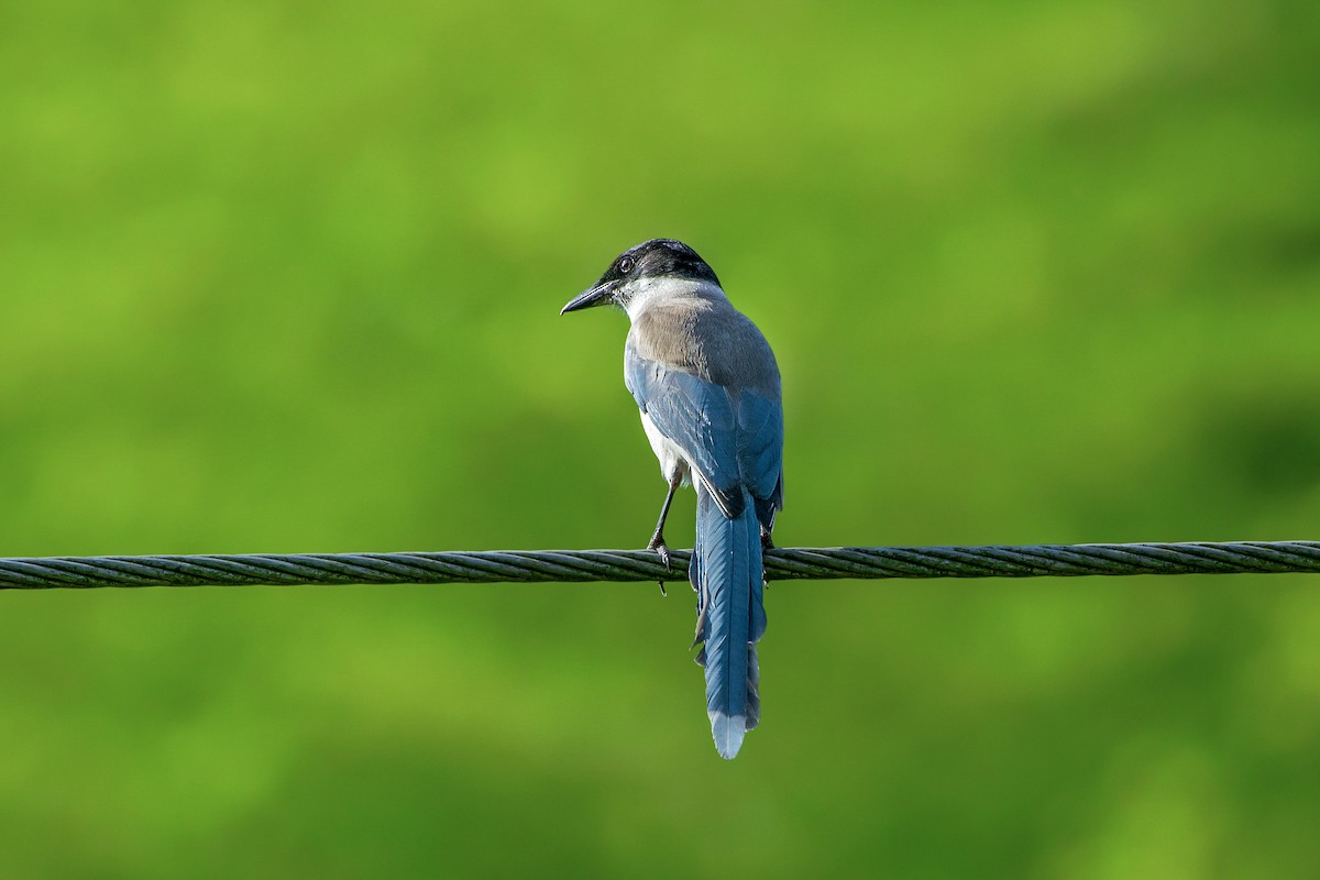 Azure-winged Magpie (Azure-winged) - ML414166161