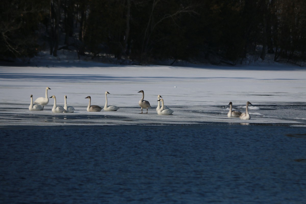 Trumpeter Swan - ML414166701