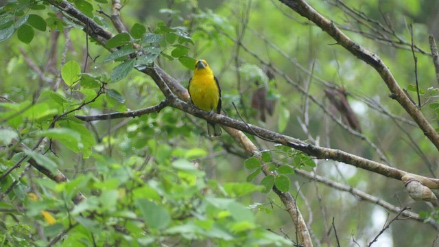 Golden Grosbeak - ML414167161