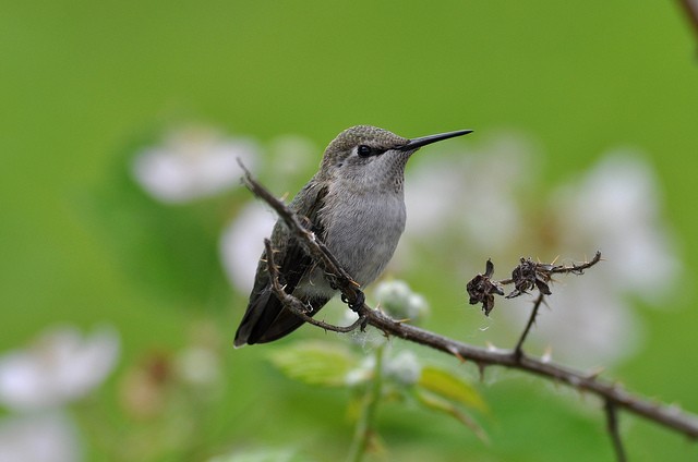 Anna's Hummingbird - ML41416751