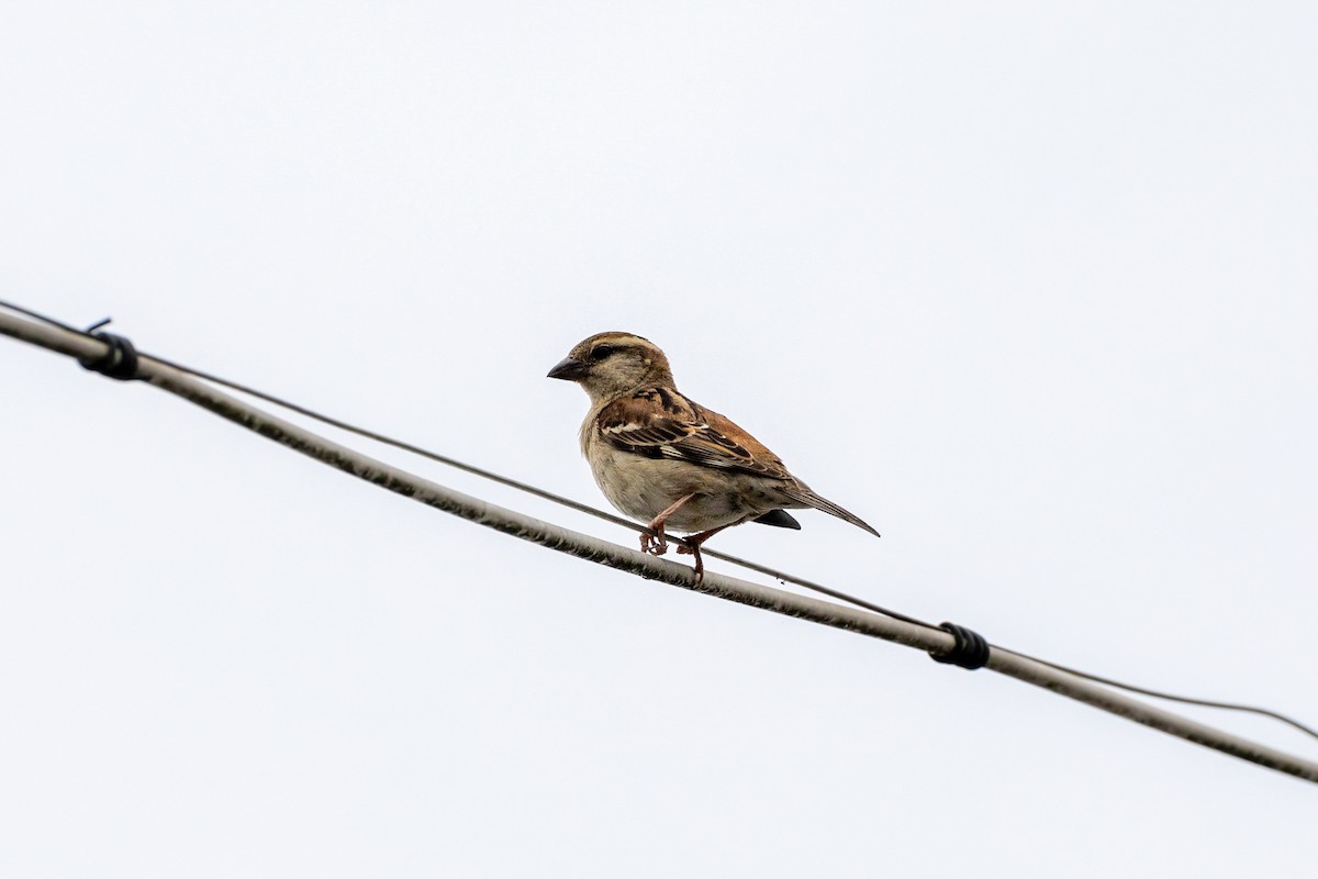 Russet Sparrow - ML414169601