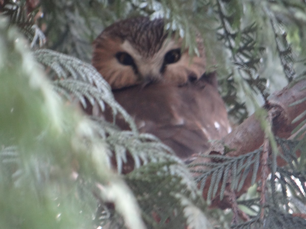 Northern Saw-whet Owl - ML414170881