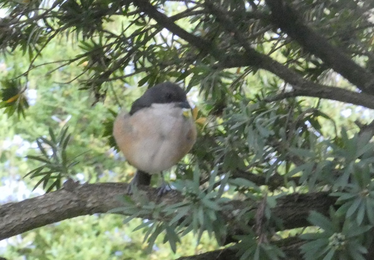 Southern Boubou - ML414171921