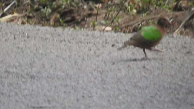 holub zelenokřídlý - ML414172561