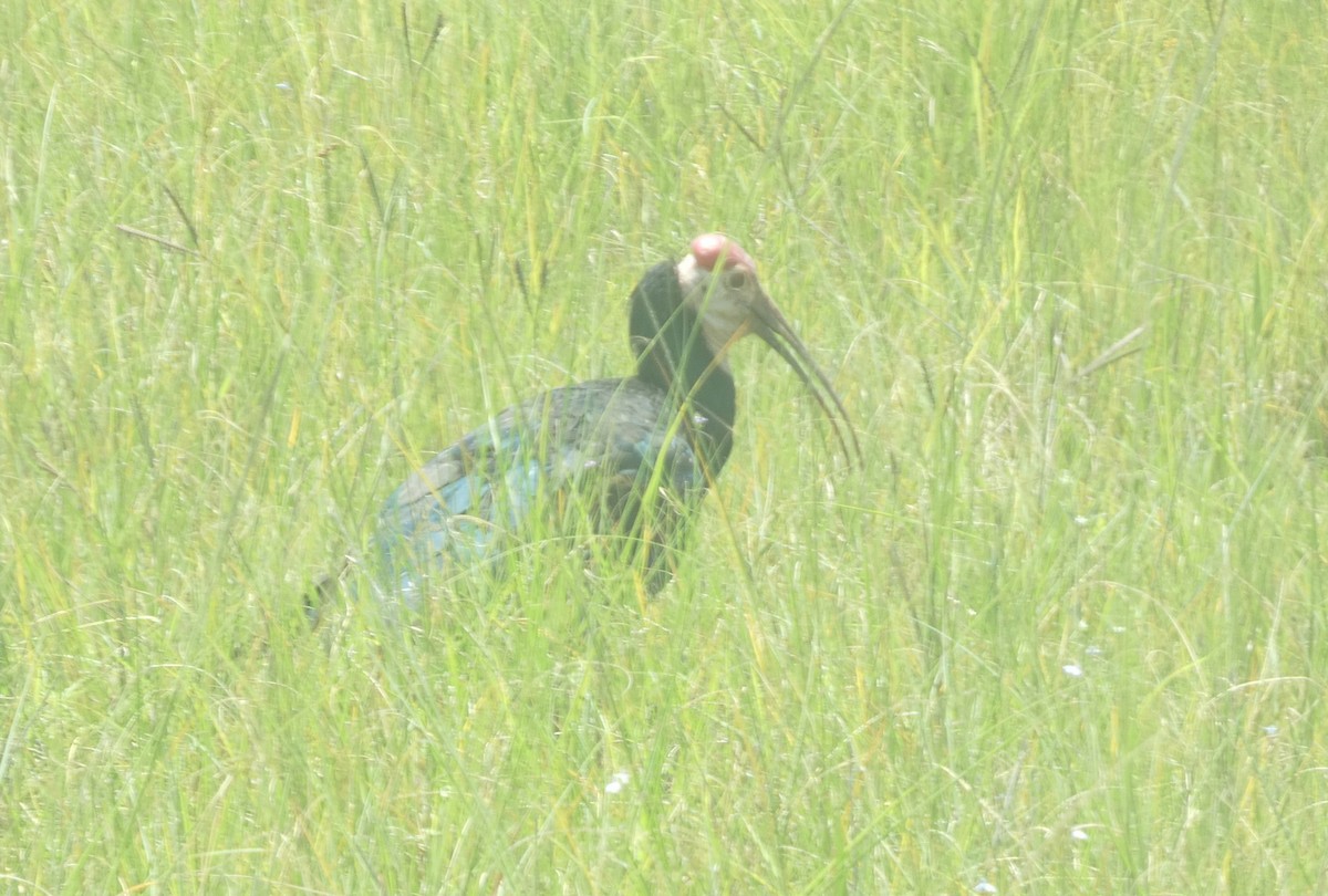 Southern Bald Ibis - ML414172671