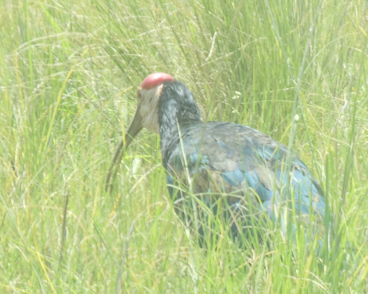 Southern Bald Ibis - ML414172681