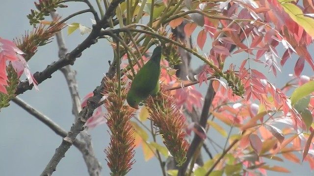 Vernal Hanging-Parrot - ML414172751