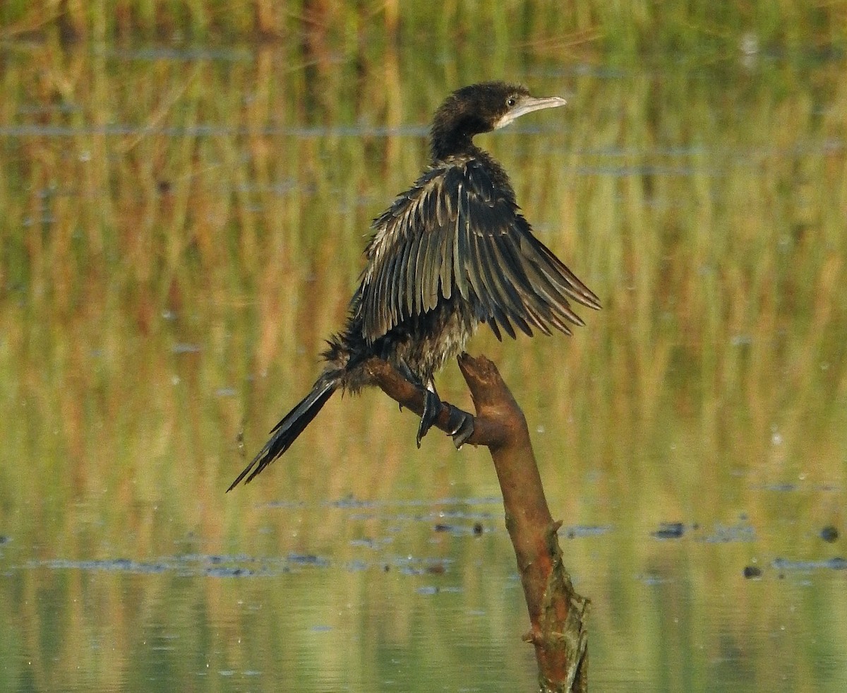 Little Cormorant - Afsar Nayakkan