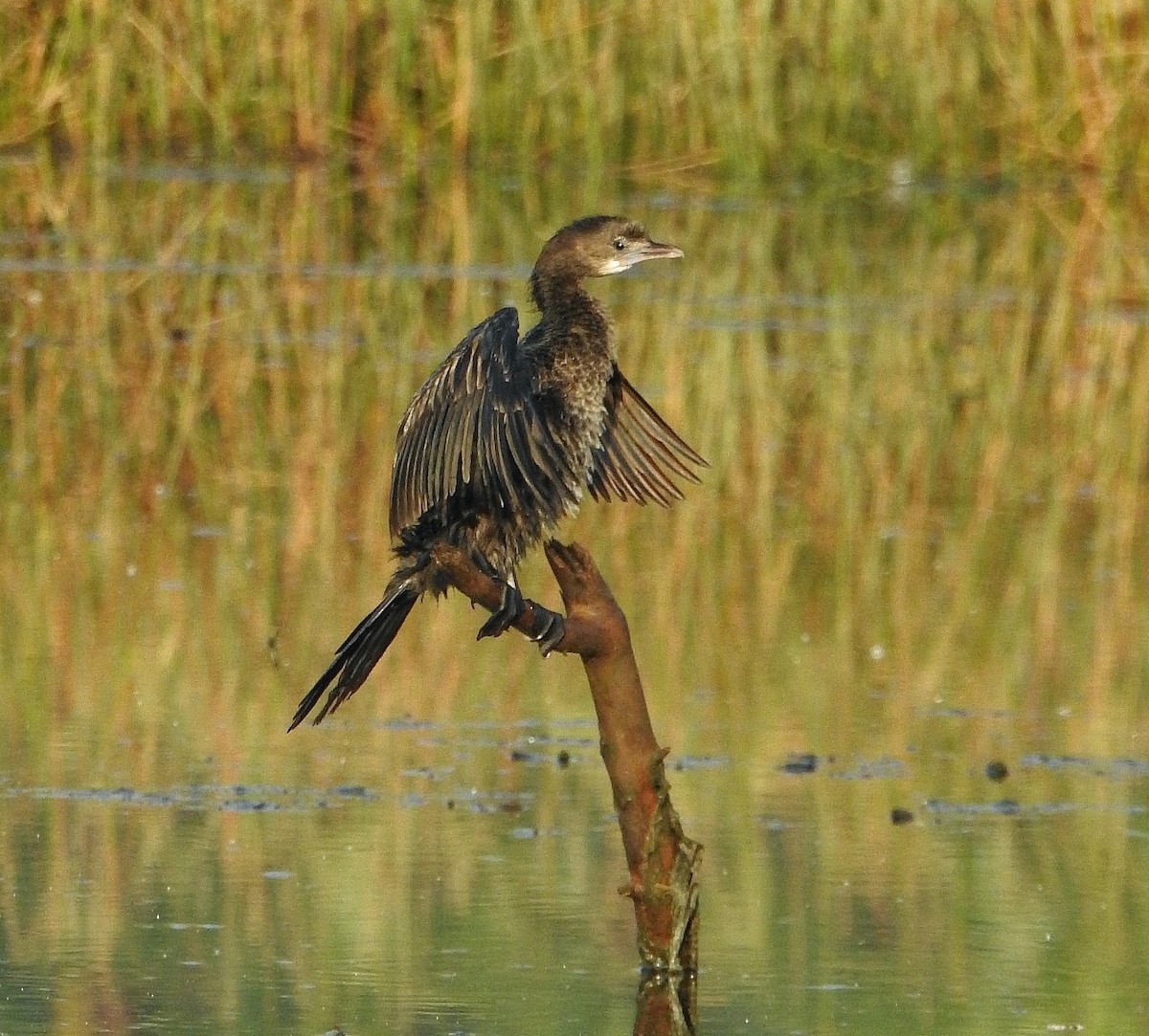 Little Cormorant - Afsar Nayakkan