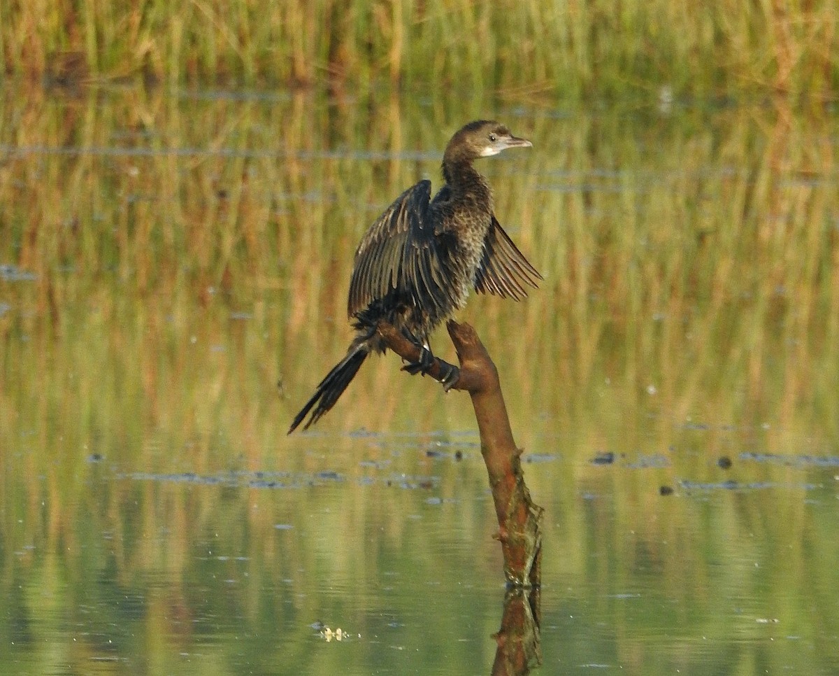 Little Cormorant - Afsar Nayakkan