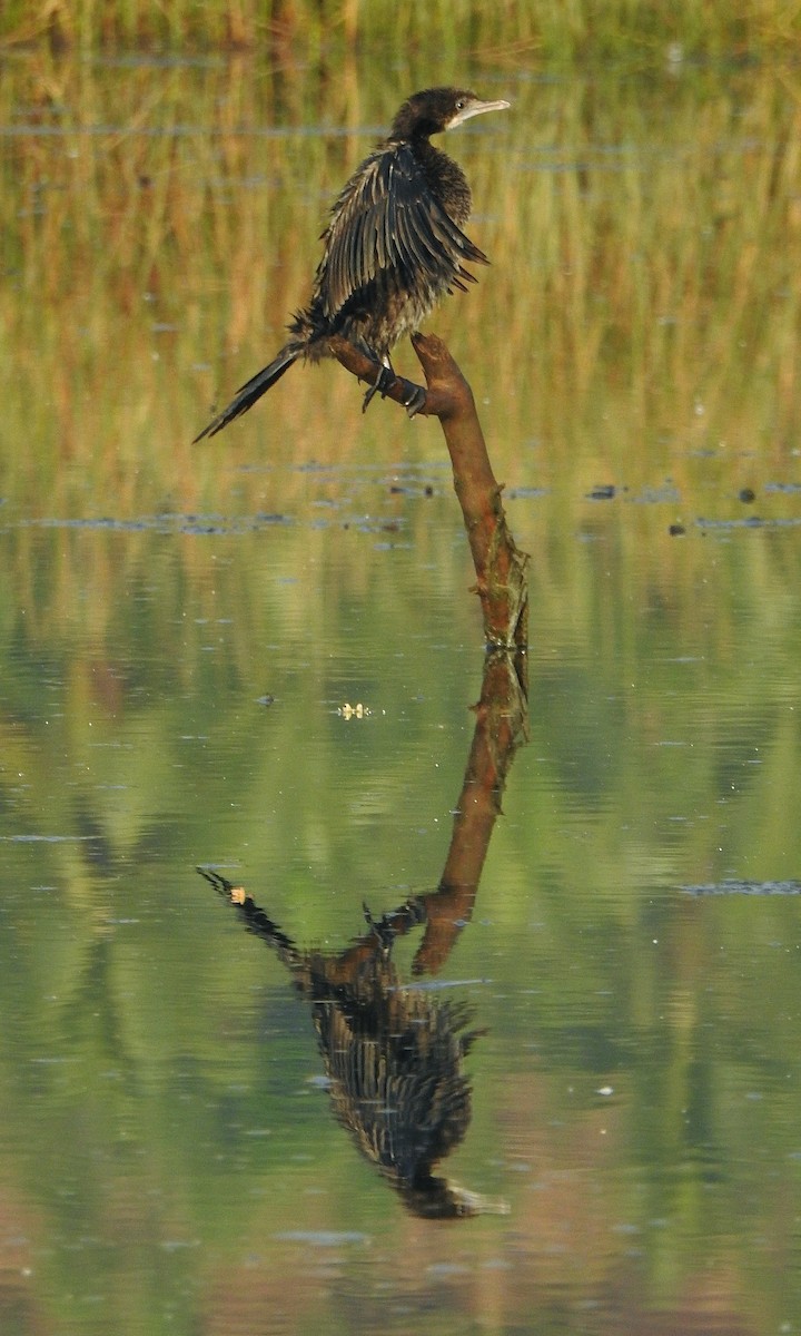 Little Cormorant - Afsar Nayakkan