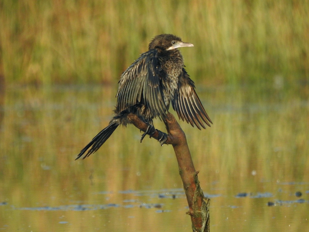 Little Cormorant - Afsar Nayakkan