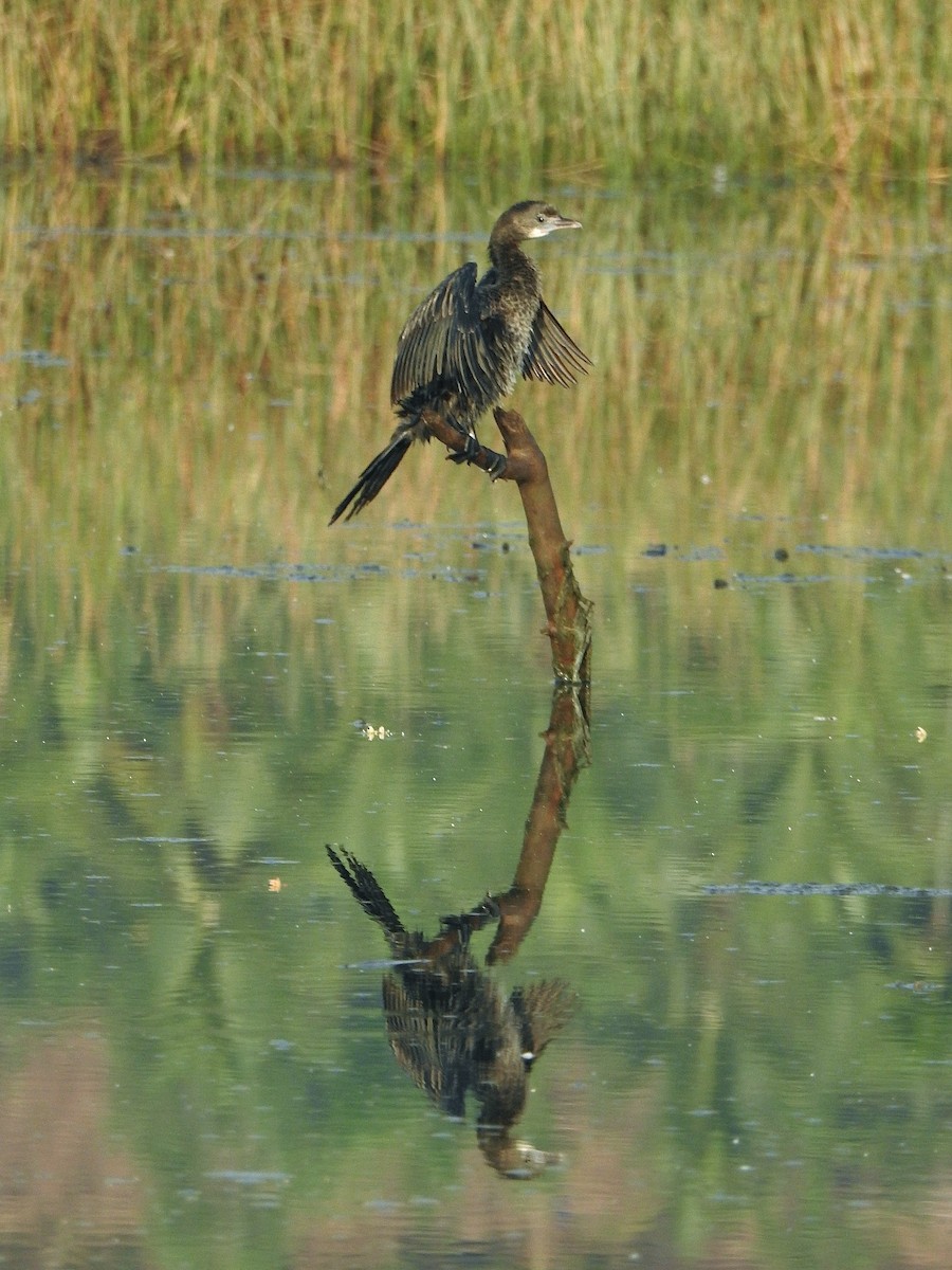 Little Cormorant - Afsar Nayakkan