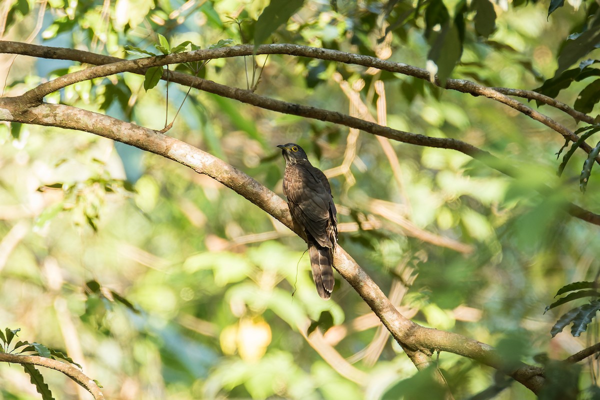 Large Hawk-Cuckoo - ML414175591