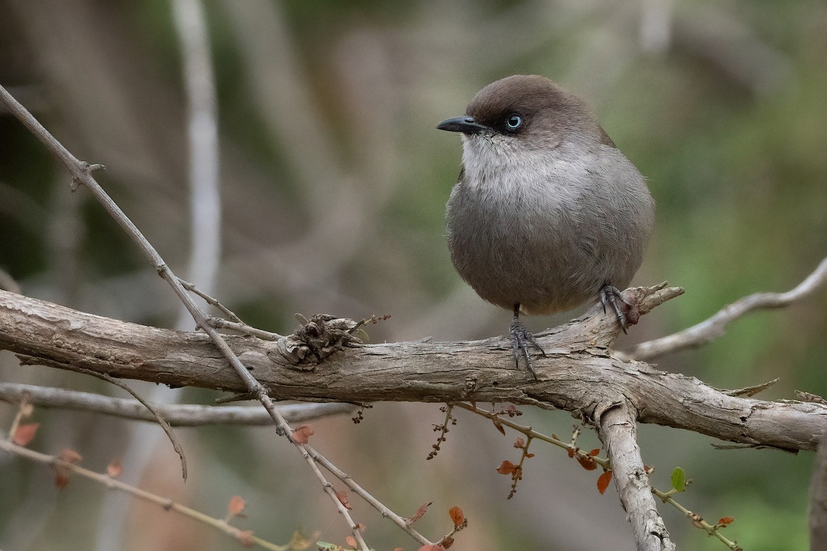 Yemen Warbler - ML414177701