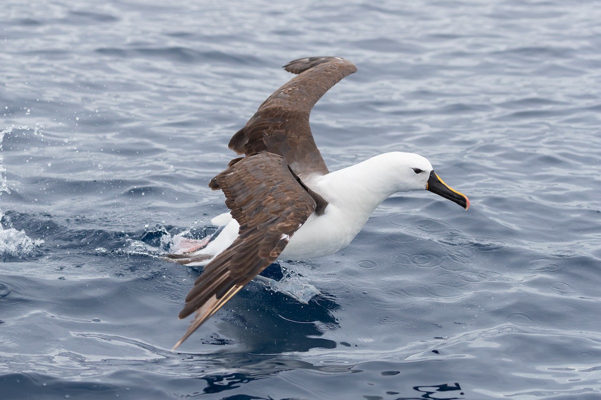 Indian Yellow-nosed Albatross - John Gunning