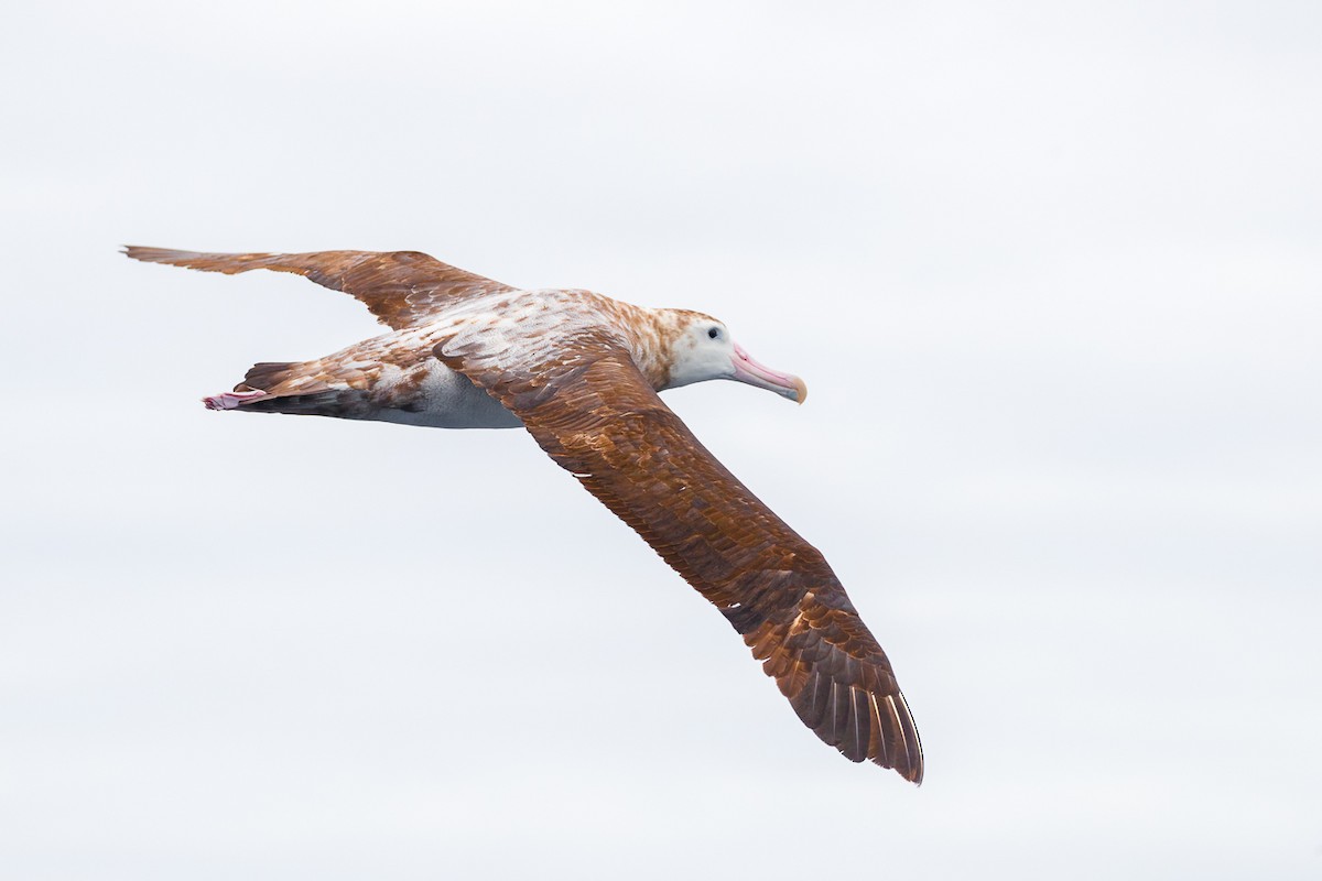 Albatros de las Antípodas (gibsoni) - ML414178811