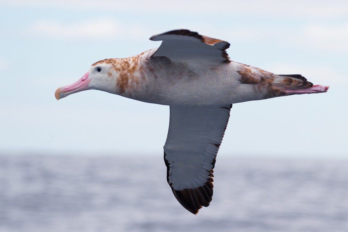 Albatros de las Antípodas (gibsoni) - ML414178821