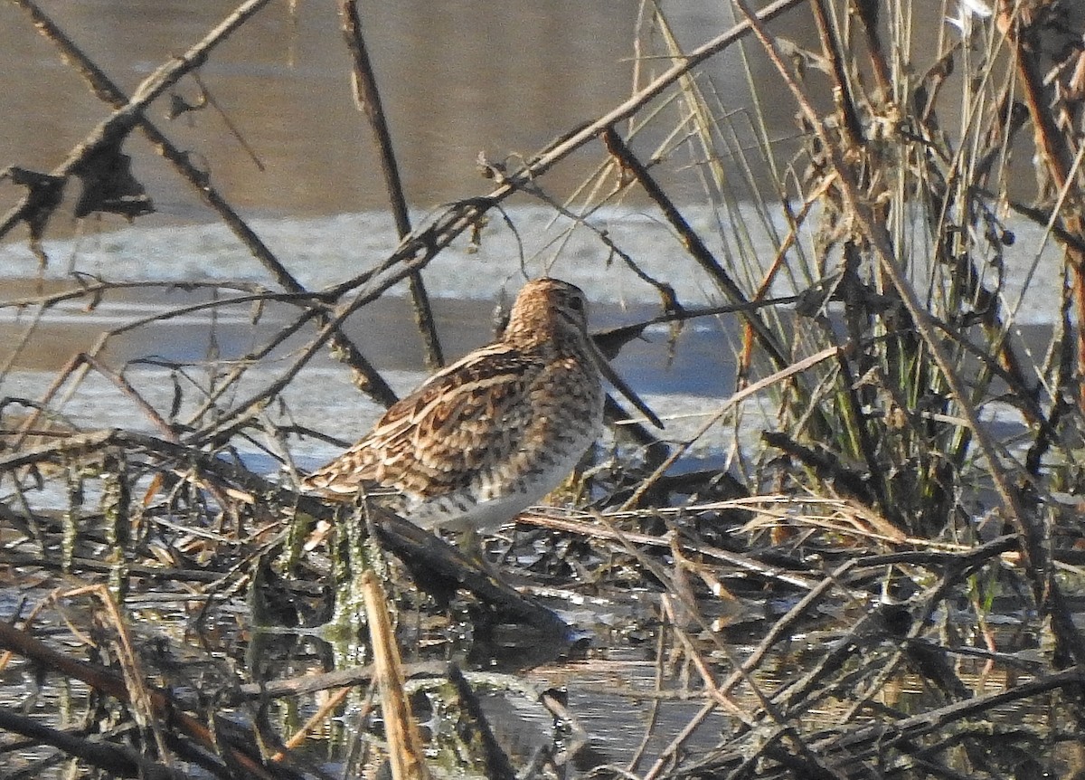 Common Snipe - Afsar Nayakkan