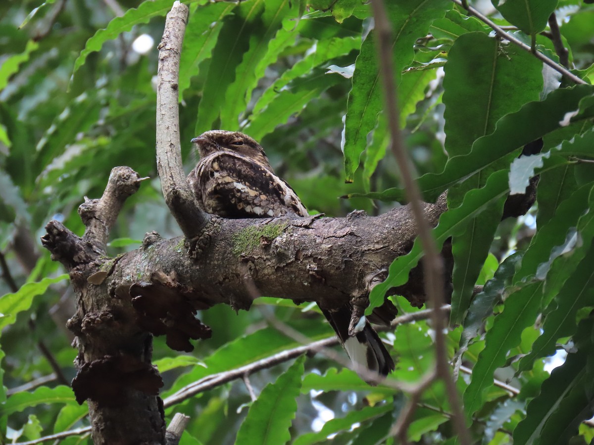 Philippine Nightjar - ML414180331