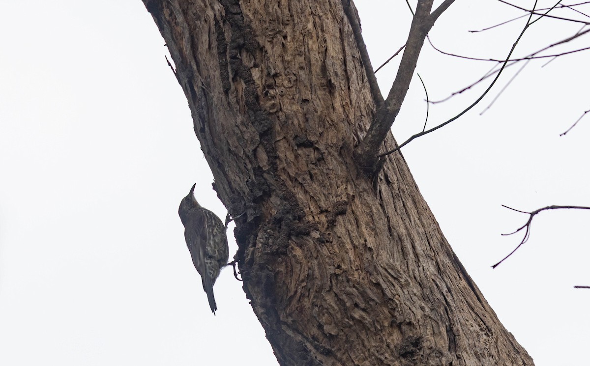 White-throated Treecreeper - ML414180771