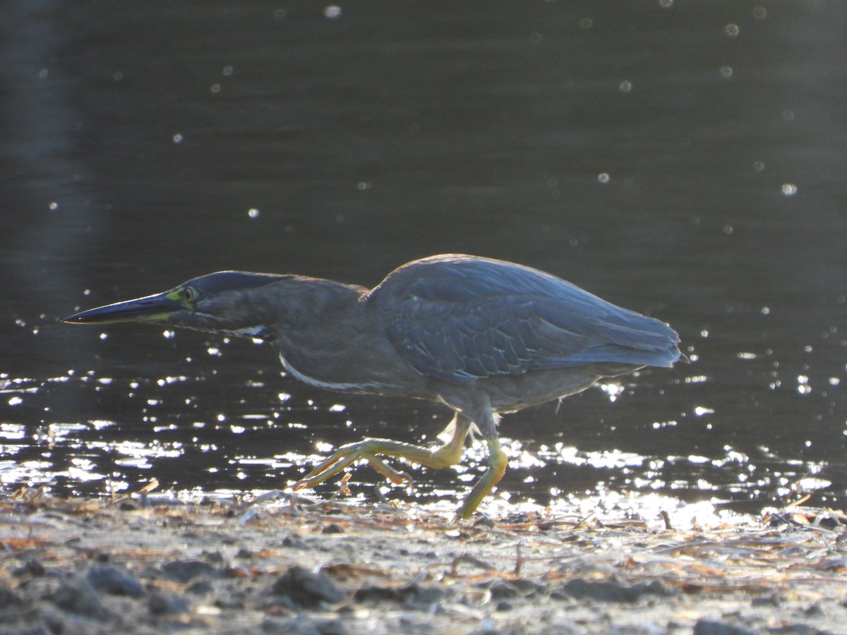 Striated Heron - ML414181561