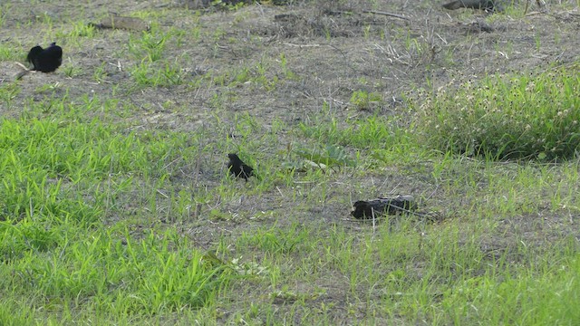 Giant Cowbird - ML414182601