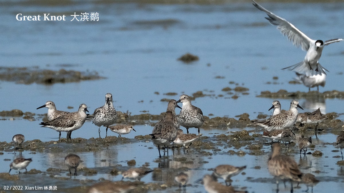 Great Knot - ML414184531