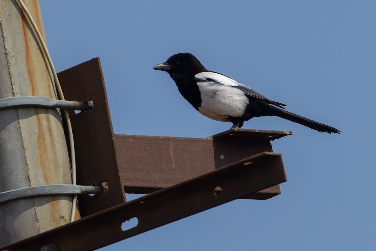 Oriental Magpie - ML414185151