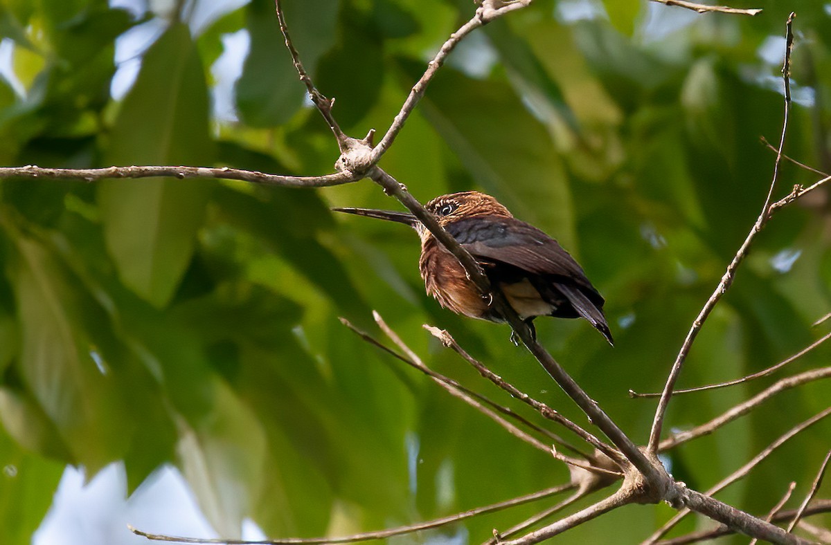 Brown Jacamar - Chris Jones