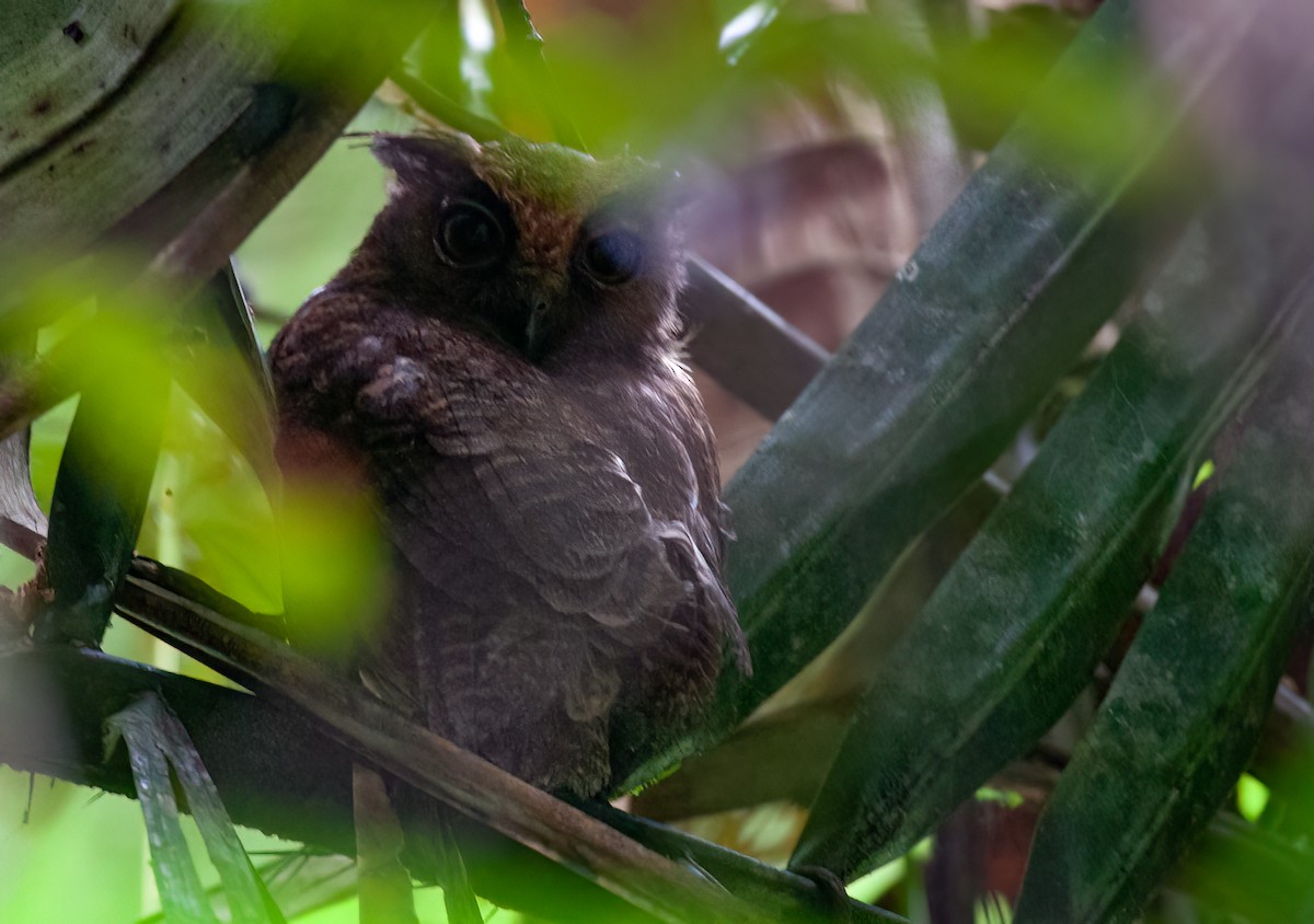 Amazon Puhucuğu (watsonii) - ML414185671