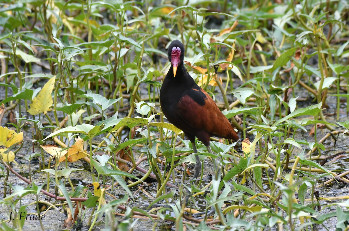 Wattled Jacana - ML414186311