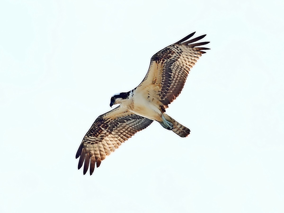 Balbuzard pêcheur - ML414188111