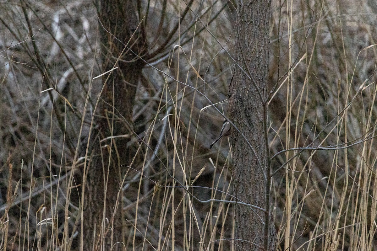 Silver-throated Tit - ML414188461