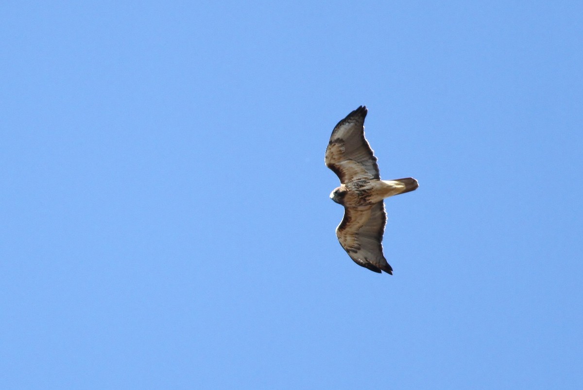 Red-tailed Hawk (abieticola) - Alex Lamoreaux