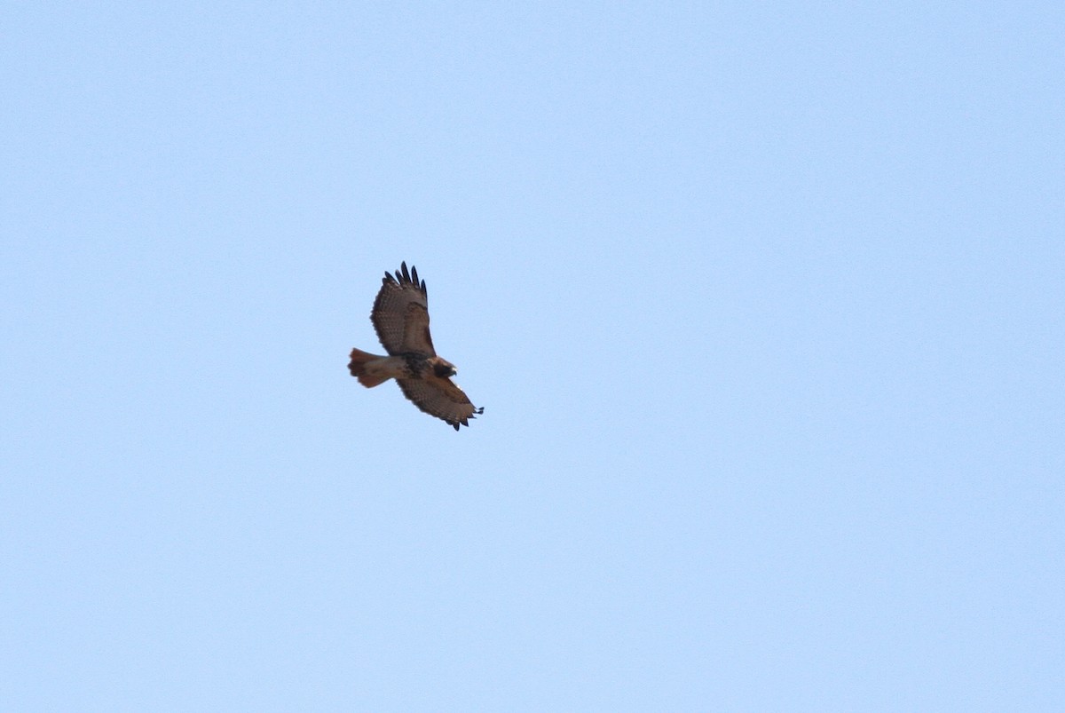 Red-tailed Hawk (abieticola) - Alex Lamoreaux