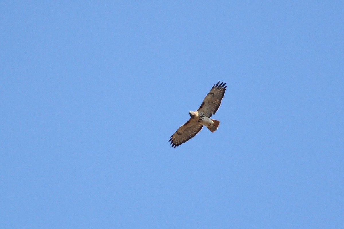 Red-tailed Hawk (abieticola) - Alex Lamoreaux