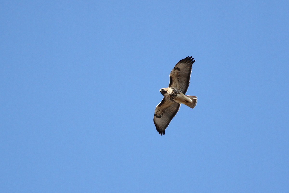 Red-tailed Hawk (abieticola) - Alex Lamoreaux