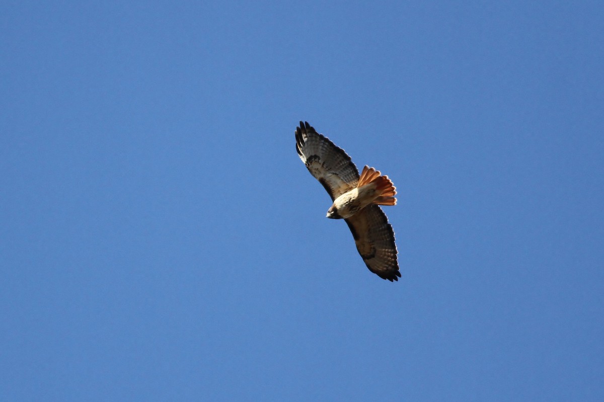Red-tailed Hawk (abieticola) - Alex Lamoreaux