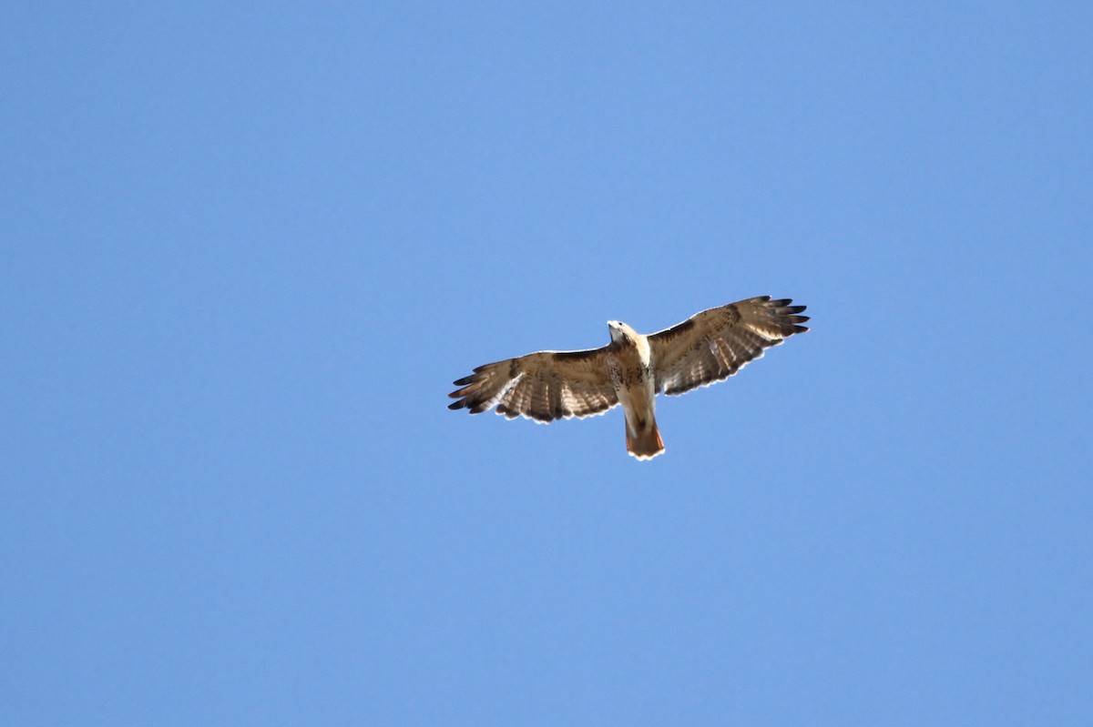 Red-tailed Hawk (abieticola) - Alex Lamoreaux